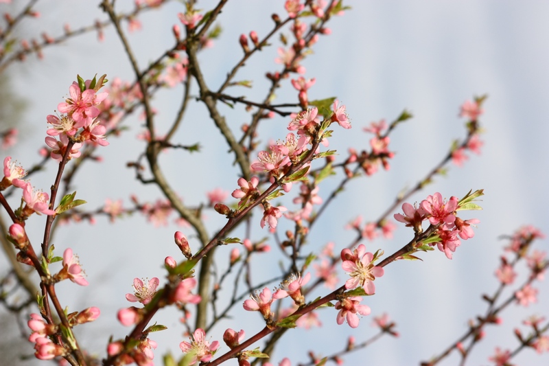 Un anno di fiori...